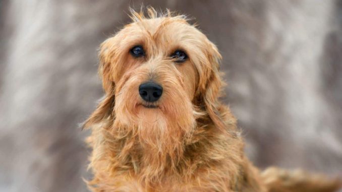 Portrait of a beautiful yellow wire-haired dachshund on a gray background