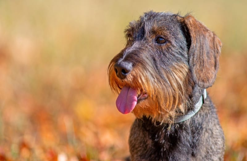 Portrait of a wire-haired dachshund in a natural park