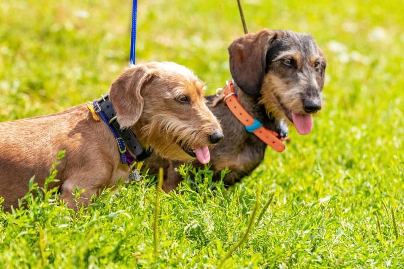 Two wire-haired dachshund dogs standing on a green grass in the summer park