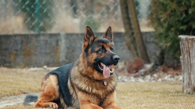 Best Dog Food for German Shepherds