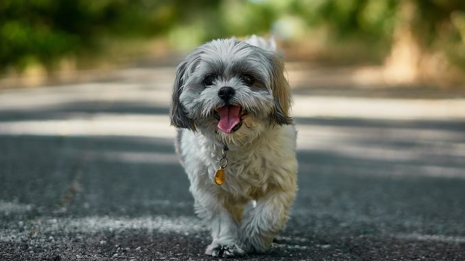 Best Dog Food for Shih Tzu