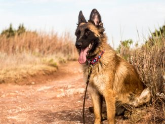 Best Dog Food for Belgian Malinois
