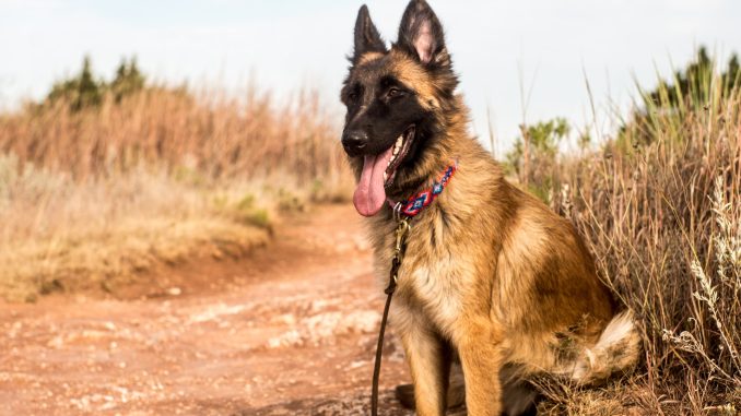 Belgian malinois chewing cheap