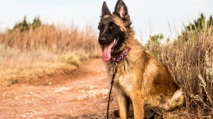 Best Dog Food for Belgian Malinois