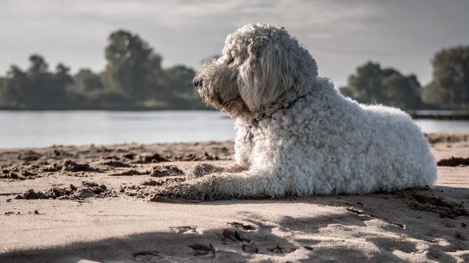 best dog foods for goldendoodles