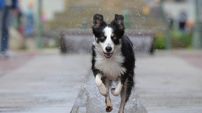 best dog foods for border collies