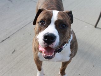 American Bulldog