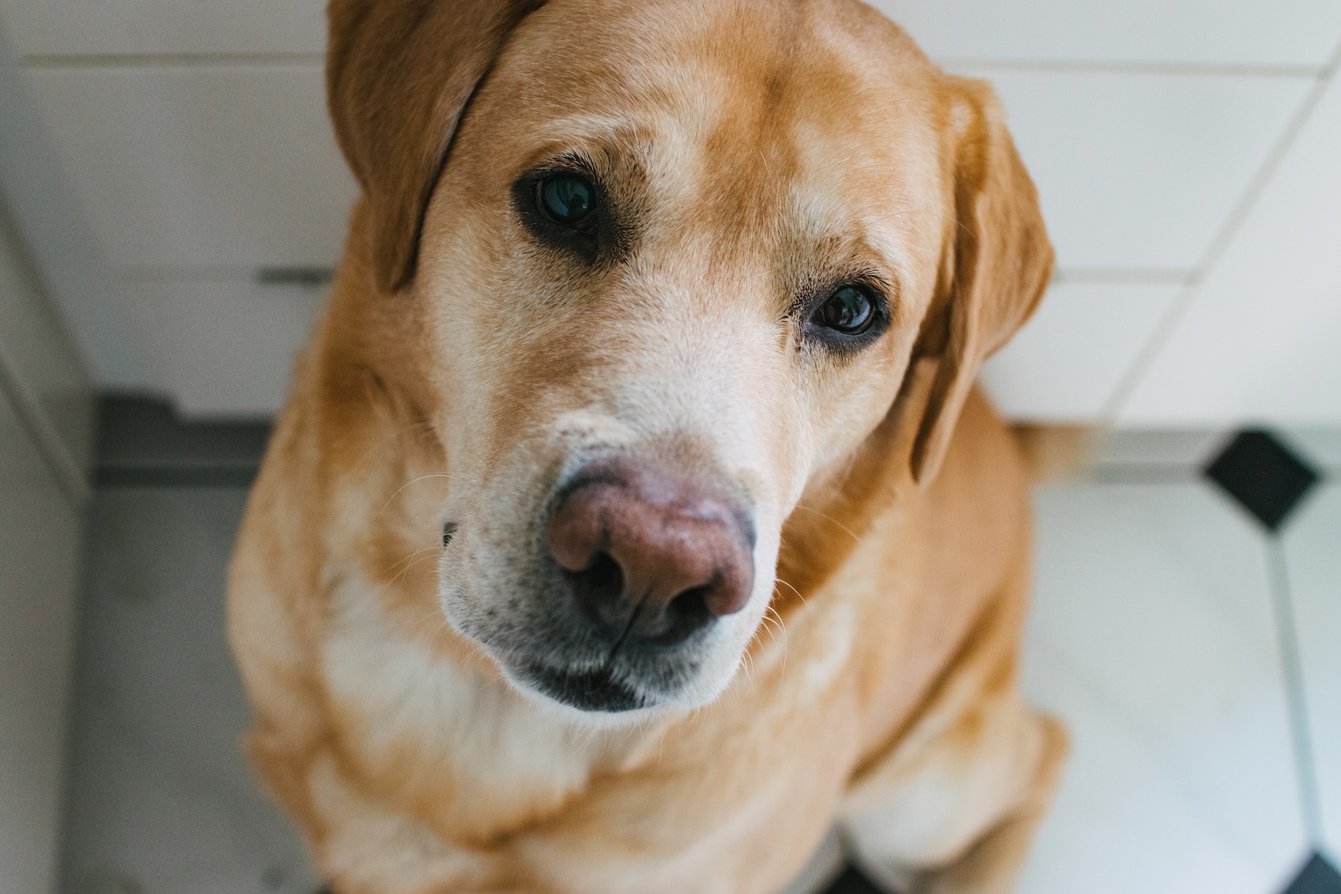 best dog for families - Labrador Retriever
