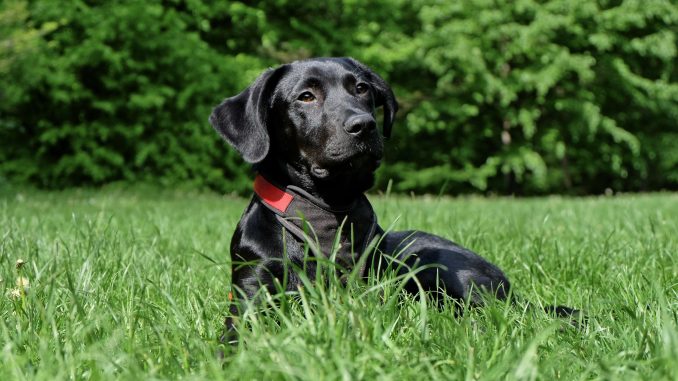 Best Dog Food for Labradors