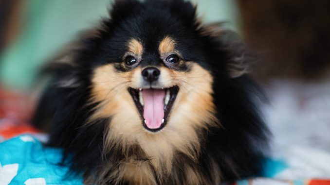 Best Dog Food for Pomeranians