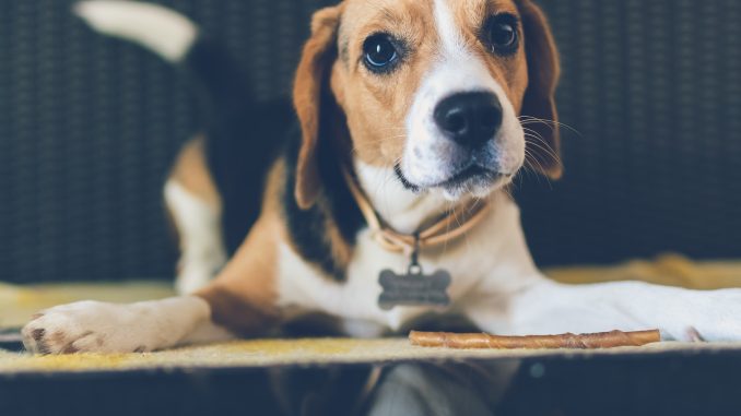 best dog food for Beagles