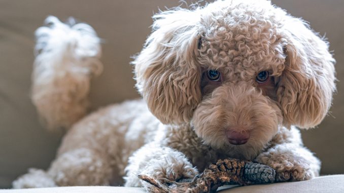 best dog food for poodles