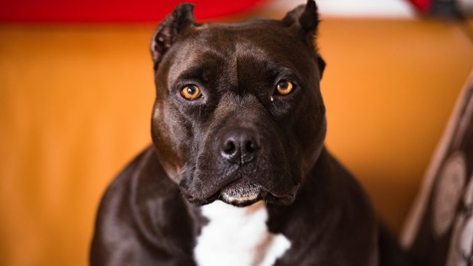 best dog food for American Bully