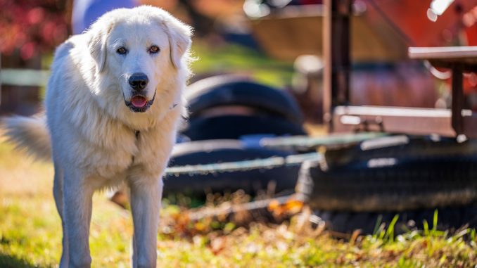 Best Dog Food for Great Pyrenees