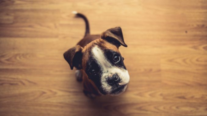 best dog food for allergies and yeast infections