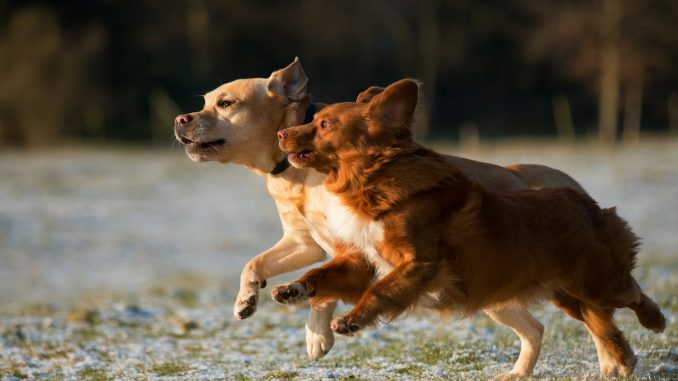 Best Dog Food for Joint Health Best Dog Food for Joint Health