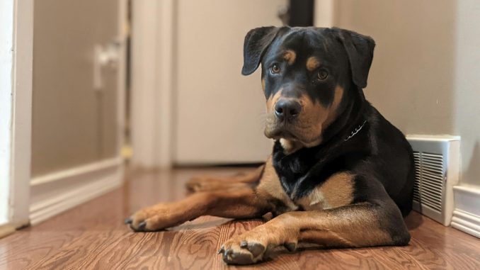 11 Best Dog Foods for Rottweilers 2024 Art of Proper Nutrition