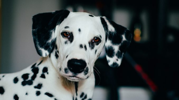 karolina-marsalkova-0saBTTgoiJY-unsplash best dog food for ear infections