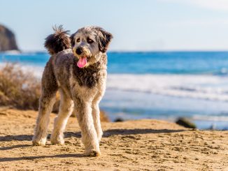 Best Dog Food for Aussiedoodle