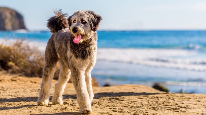 Aussiedoodle Aussiedoodle