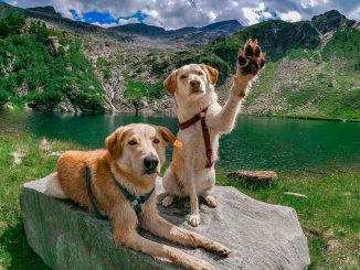 Dogs for Camping