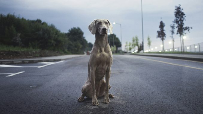 atanas-teodosiev-jojBcoWTHW8-unsplash best dog food for weight gain