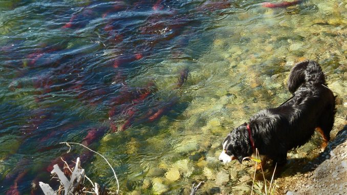 best salmon dog food for skin allergies best salmon dog food for skin allergies