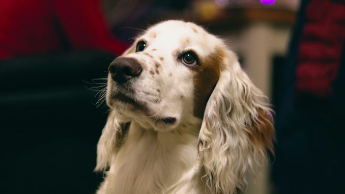 10 Best Non Prescription Dog Foods For Kidney Disease 2024 10-best-non-prescription-dog-foods-for-kidney-disease-2024