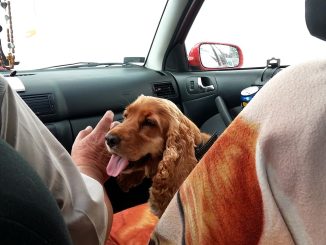 How to Road Trip with a Dog