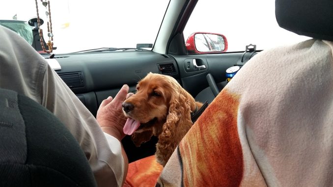 How to Road Trip with a Dog How to Road Trip with a Dog