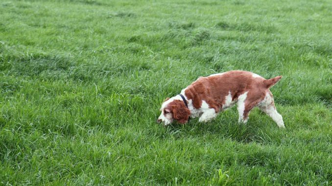 Best Dog Food for Poop Eaters