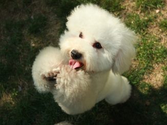 best food for pregnant doga