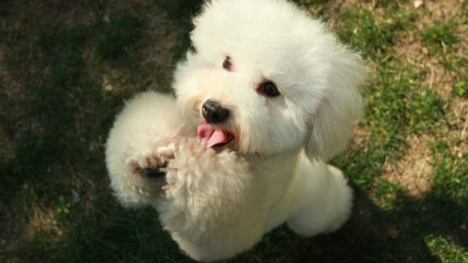 best food for pregnant doga