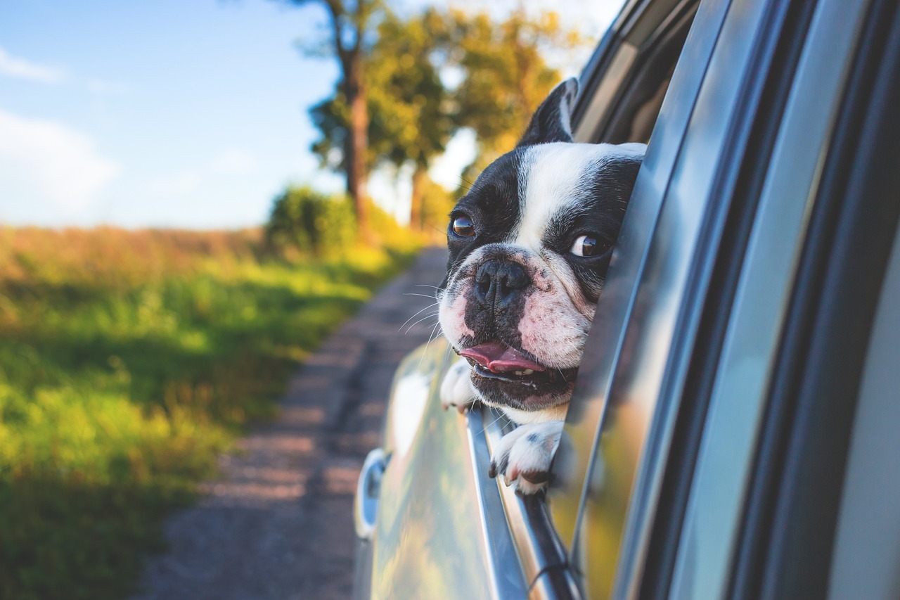 Road Trip with a Dog