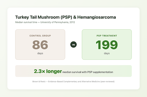Infographic showing Penn Vet 2012 study results comparing turkey tail mushroom for dogs PSP treatment survival times